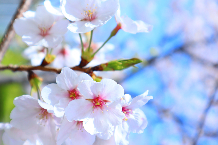 臼杵城跡桜まつり